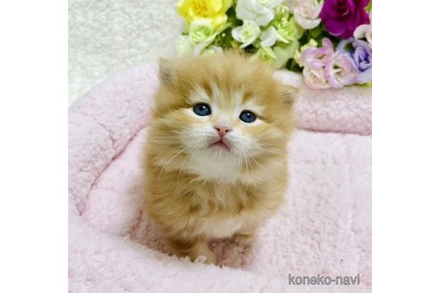 成約済の大阪府のサイベリアン-72804