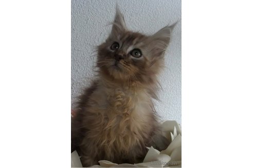 成約済の大阪府のメインクーン-72838の2枚目
