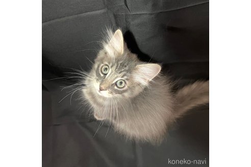 成約済の茨城県のノルウェージャンフォレストキャット-71822の2枚目