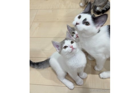成約済の埼玉県のマンチカン-70880の2枚目