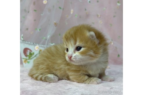 成約済の千葉県のミヌエット(短足)-72853の5枚目