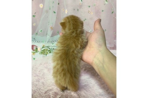 成約済の千葉県のミヌエット(短足)-72853の4枚目