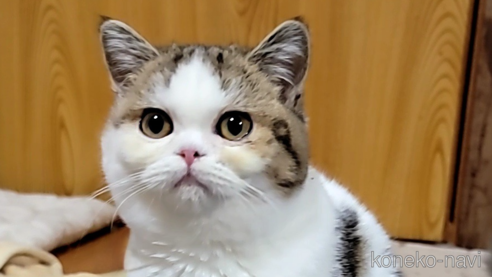 成約済の長野県のエキゾチックショートヘア-64798の1枚目