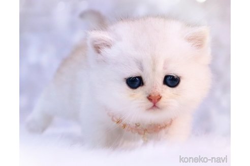 成約済の岐阜県のブリティッシュショートヘア-72915の2枚目