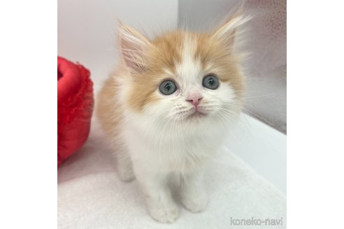 成約済の愛知県のラガマフィン-72959の2枚目