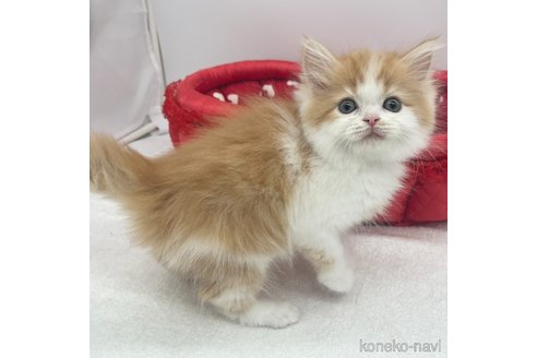 成約済の愛知県のラガマフィン-72959の3枚目