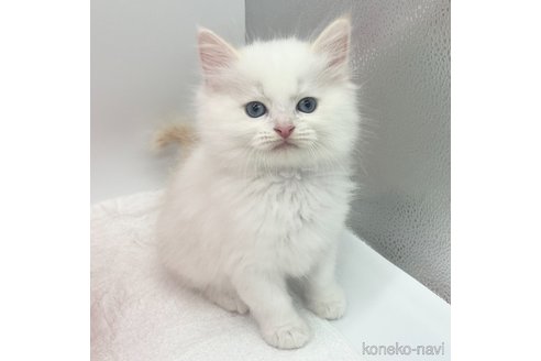 成約済の愛知県のラガマフィン-72960の3枚目