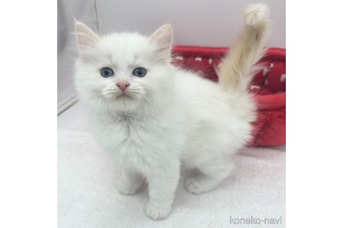 成約済の愛知県のラガマフィン-72960の2枚目