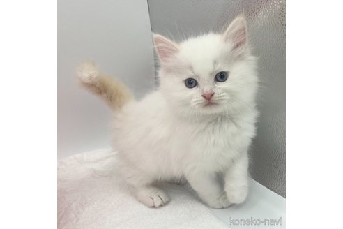 成約済の愛知県のラガマフィン-72960の1枚目