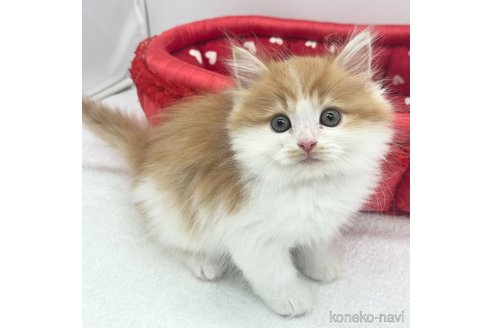 成約済の愛知県のラガマフィン-72962の1枚目