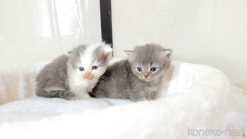 成約済の長野県のペルシャ-72980の3枚目