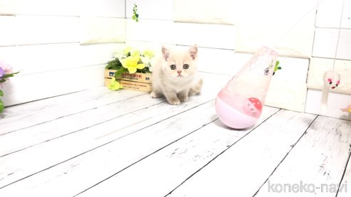 成約済の埼玉県のマンチカン-71248の13枚目