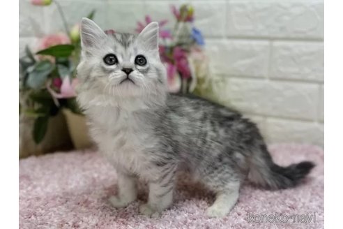 成約済の東京都のラガマフィン-73023の5枚目