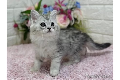 成約済の東京都のラガマフィン-73023の4枚目