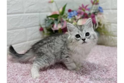 成約済の東京都のラガマフィン-73023の3枚目