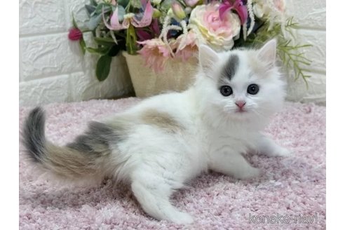 成約済の東京都のラガマフィン-73026の5枚目