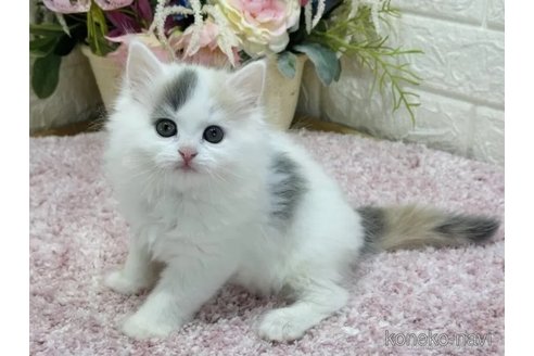成約済の東京都のラガマフィン-73026の4枚目