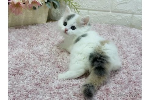 成約済の東京都のラガマフィン-73026の2枚目