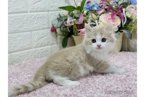 成約済の東京都のラガマフィン-73029の3枚目
