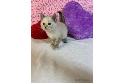 成約済の大阪府のマンチカン-73064の1枚目