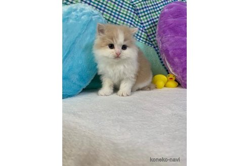 成約済の大阪府のマンチカン-73074の3枚目