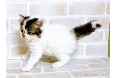 成約済の東京都のスコティッシュフォールド-73077の2枚目