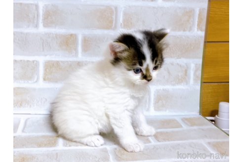 成約済の東京都のスコティッシュフォールド-73077の3枚目