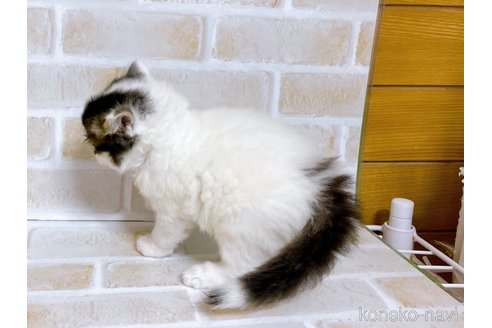 成約済の東京都のスコティッシュフォールド-73077の4枚目