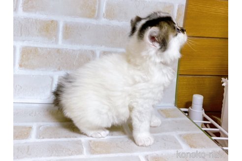 成約済の東京都のスコティッシュフォールド-73077の5枚目