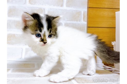 成約済の東京都のスコティッシュフォールド-73077の6枚目