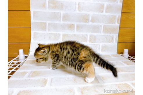 成約済の東京都のスコティッシュフォールド-73076の7枚目