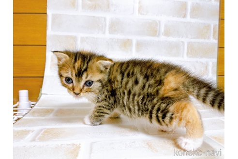 成約済の東京都のスコティッシュフォールド-73076の2枚目