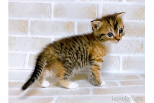 成約済の東京都のスコティッシュフォールド-73076の3枚目