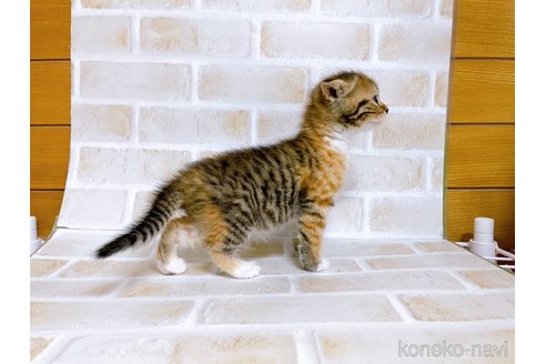 成約済の東京都のスコティッシュフォールド-73076の5枚目