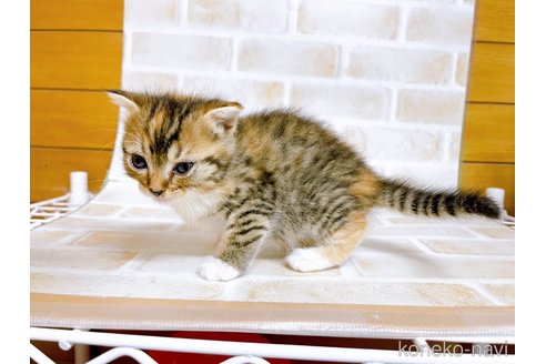 成約済の東京都のスコティッシュフォールド-73076の6枚目