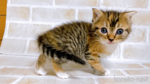 成約済の東京都のスコティッシュフォールド-73076の1枚目