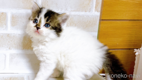 成約済の東京都のスコティッシュフォールド-73077の1枚目