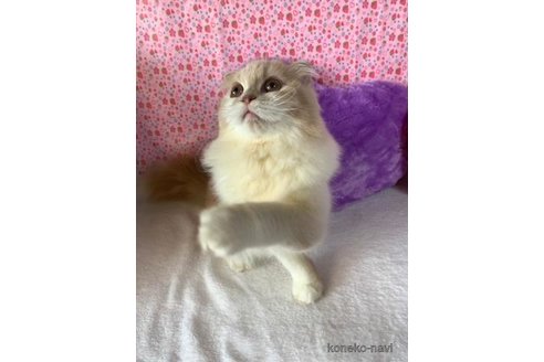 成約済の大阪府のスコティッシュフォールド(折れ耳)-73078の2枚目