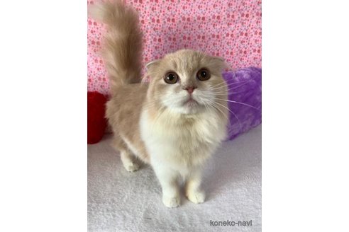 成約済の大阪府のスコティッシュフォールド(折れ耳)-73078の3枚目