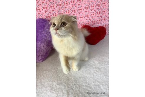 成約済の大阪府のスコティッシュフォールド(折れ耳)-73078の1枚目