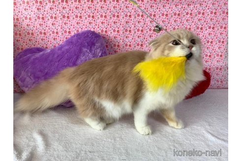 成約済の大阪府のスコティッシュフォールド(折れ耳)-73078の5枚目