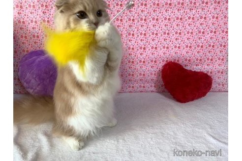 成約済の大阪府のスコティッシュフォールド(折れ耳)-73078の4枚目