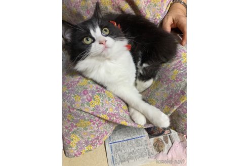 成約済の神奈川県のマンチカン-67510の16枚目