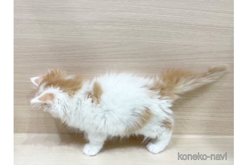 成約済の東京都のサイベリアン-73108の2枚目