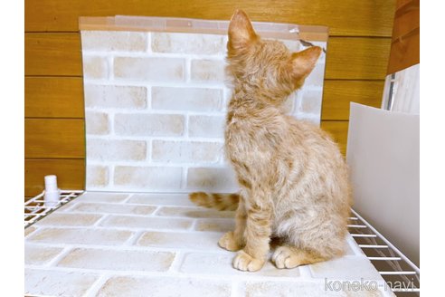 成約済の東京都のマンチカン-70545の2枚目