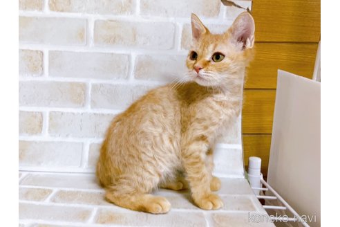 成約済の東京都のマンチカン-70545の3枚目