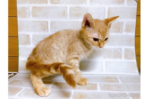 成約済の東京都のマンチカン-70545の4枚目