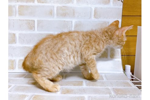 成約済の東京都のマンチカン-70545の5枚目