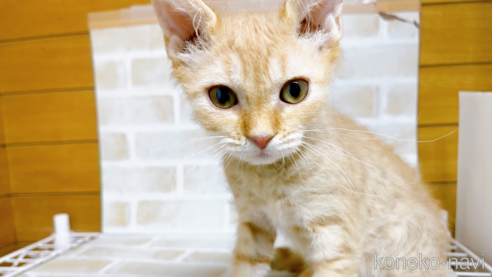 成約済の東京都のマンチカン-70545の1枚目