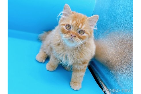 成約済の東京都のミヌエット-68405の12枚目